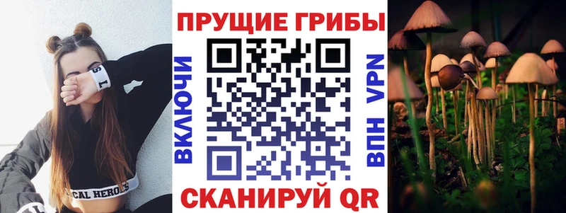 как найти закладки  Волоколамск  Псилоцибиновые грибы MAGIC MUSHROOMS 